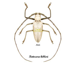 Batocera kibleri