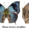 Memphis ( Anaea ) morvus morpheus - Image 2