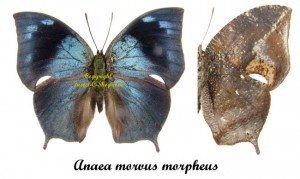 Memphis ( Anaea ) morvus morpheus – Image 2