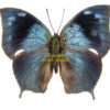 Memphis ( Anaea ) morvus morpheus
