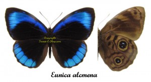 Eunica alcmena – Image 2