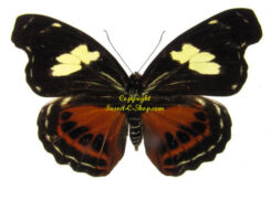 Catonephele numilia numilia