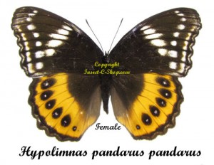 Hypolimnas pandarus pandarus