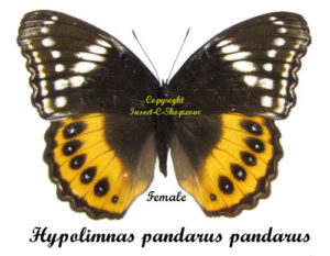 Hypolimnas pandarus pandarus