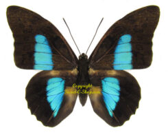 Prepona ( Archaeoprepona ) eugenes