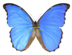 Morpho menelaus julanthiscus