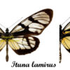 Ituna lamirus - Image 2