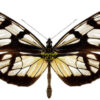 Ituna lamirus