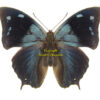 Memphis ( Anaea ) xenocles