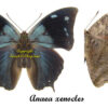 Memphis ( Anaea ) xenocles - Image 2