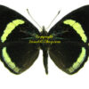 Diaethria neglecta