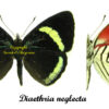 Diaethria neglecta - Image 2