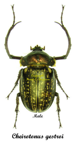 Cheirotonus gestroi