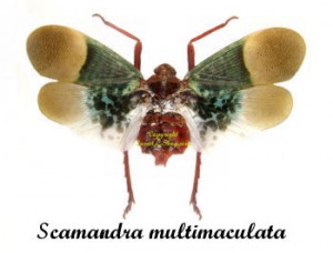 Scamandra multimaculata ( étalé )