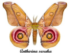 Antherina suraka