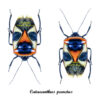 Catacanthus punctus - Image 2