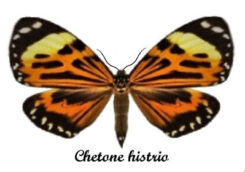 Chetone histrio eugenia