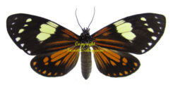 Chetone angulosa