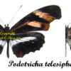 Podotricha telesiphe - Image 2