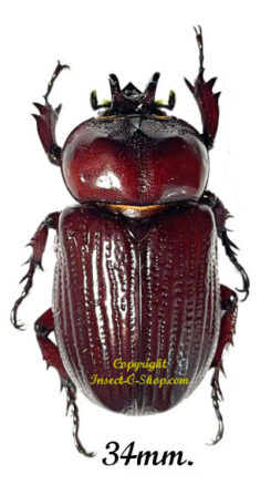 Homophileurus quadrituberculatus