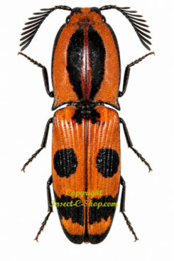 Abiphis insignis