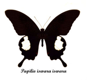 Papilio iswara iswara