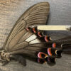 Papilio syfanius ( white spots ) - Image 3
