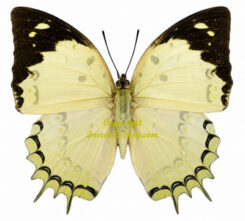 Polyura delphis nivea
