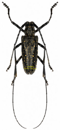 Batocera aeneonigra occidentalis