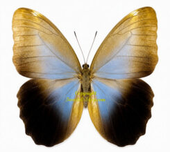 Caligo eurilochus livius