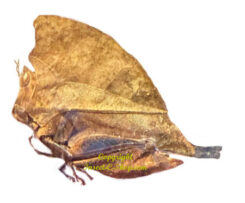 Chorotypus sp.