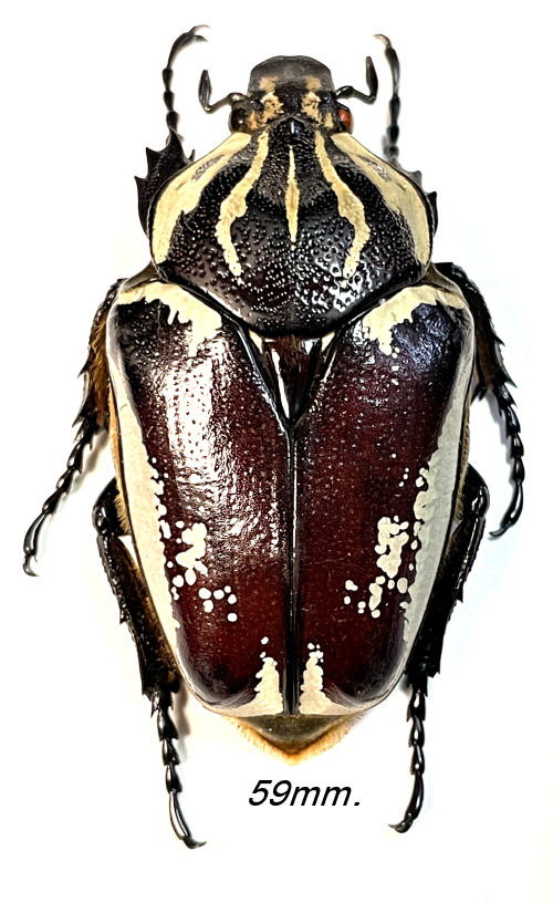 Goliathus goliatus ab. conspersus - Insect collector's shop ...