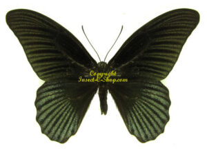 Papilio ( Menelaides ) memnon memnon