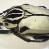 Goliathus goliatus  ab.  quadrimaculatus - Image 2
