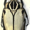 Goliathus goliatus  ab.  quadrimaculatus