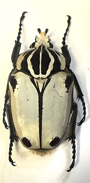 Goliathus goliatus  ab.  quadrimaculatus