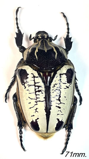 Goliathus goliathus  ab.  striatus/undulatus