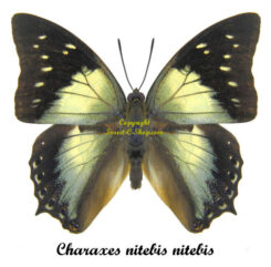 Charaxes nitebis nitebis