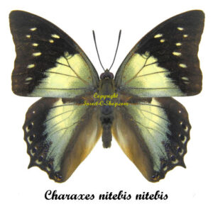 Charaxes nitebis nitebis