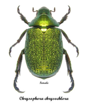 Chrysophora chrysochlora