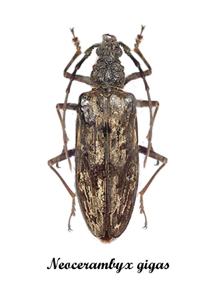 Insecte Collection Entomologie Cerambycidae femelle Neocerambyx gigas A1! 