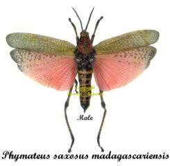 Phymateus saxosus ( spread )