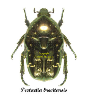 Protaetia brevitarsis