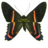 Ancyluris endaemon