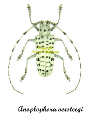 Anoplophora versteegi