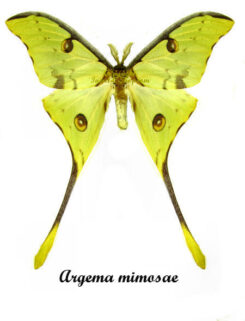 Argema mimosae