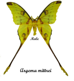 Argema mimosae