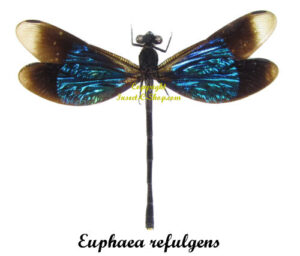 Euphaea refulgens ( étalé )