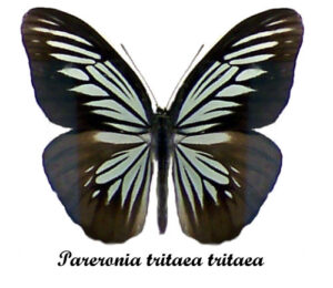 Pareronia tritaea tritaea