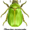 Chrysina ( Plusiotis ) psitaccina - Image 2